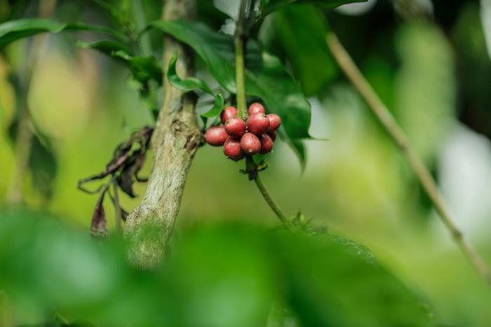 hill rows plantation and forest exp by greenescapes