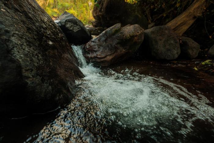 hill rows plantation and forest exp by greenescapes