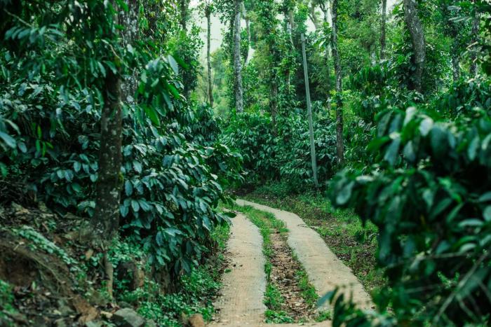 hill rows plantation and forest exp by greenescapes