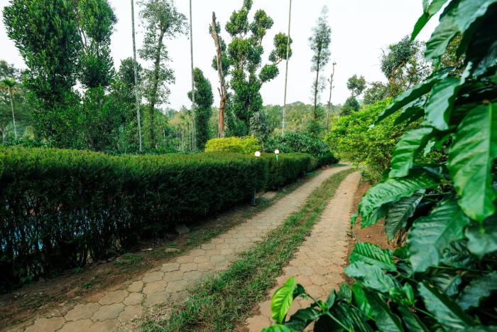 hill rows plantation and forest exp by greenescapes