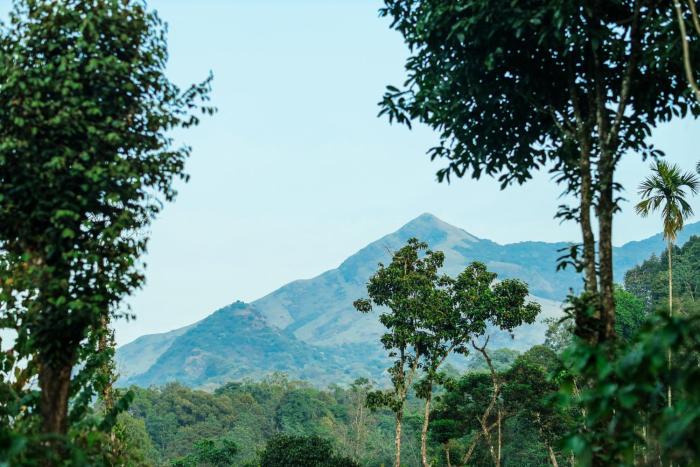 hill rows plantation and forest exp by greenescapes