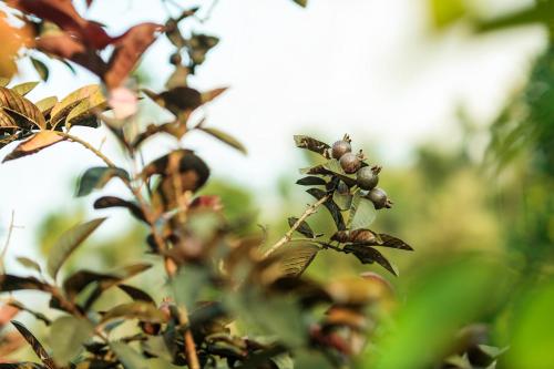 hill rows plantation and forest exp by greenescapes