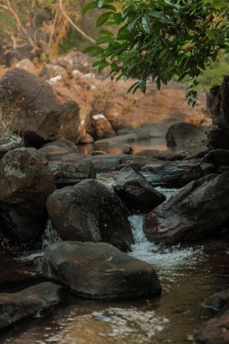 hill rows plantation and forest exp by greenescapes