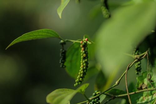 hill rows plantation and forest exp by greenescapes
