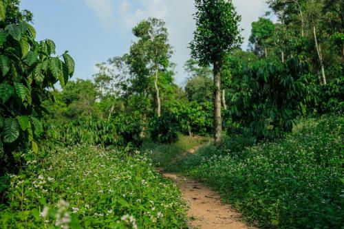 hill rows plantation and forest exp by greenescapes