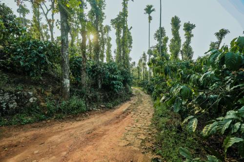 hill rows plantation and forest exp by greenescapes