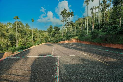 hill rows plantation and forest exp by greenescapes