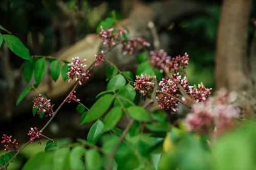 hill rows plantation and forest exp by greenescapes
