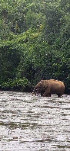 falcon riverview resorts