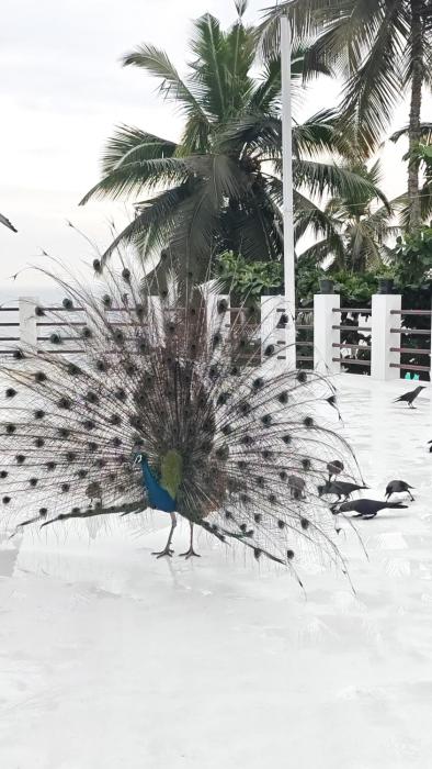 kovalam