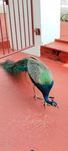 udaya hotel