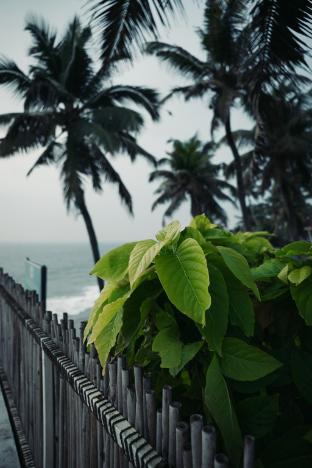 the beach club varkala