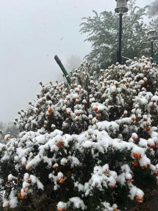 hotel green view shimla