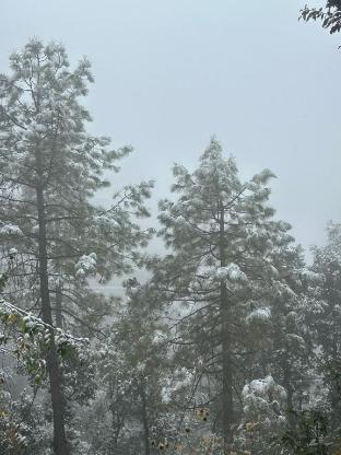 hotel green view shimla