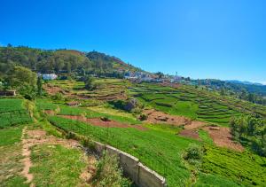 ooty