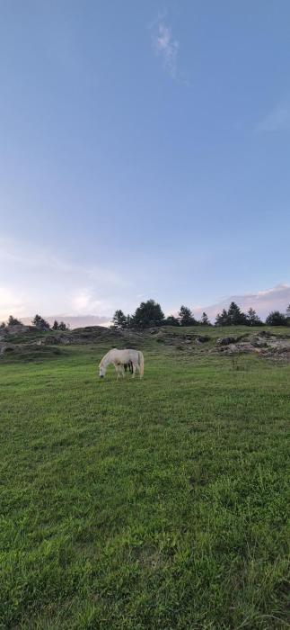 palki camps and resorts