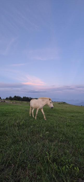 palki camps and resorts