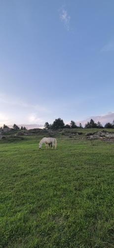 palki camps and resorts