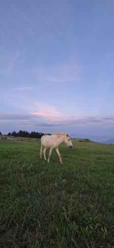 Palki Camps And Resorts,,5 star