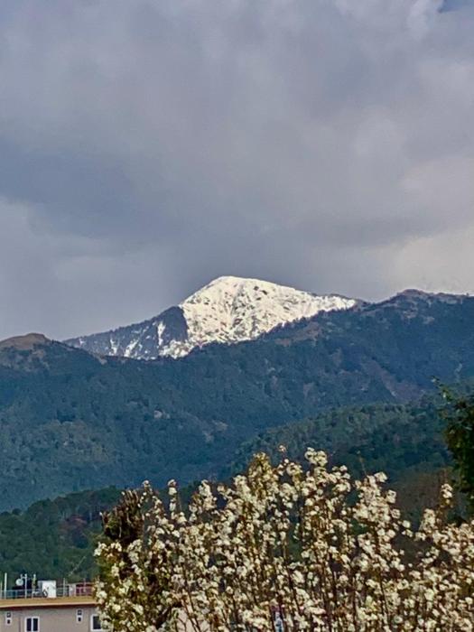 palampur
