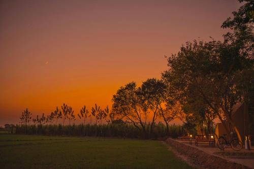 punjab village farm near amritsar