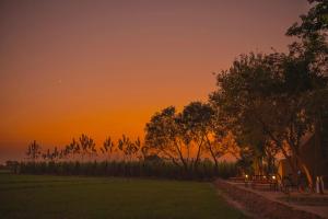 punjab village farm near amritsar
