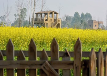 punjab village farm near amritsar