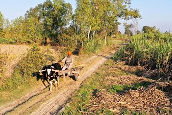punjab village farm near amritsar