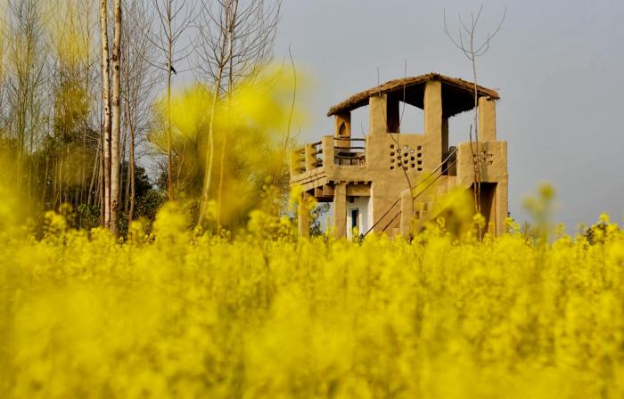 punjab village farm near amritsar