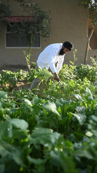 punjab village farm near amritsar
