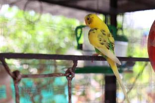 coconut lagoon agro resort