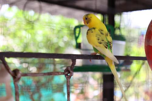 coconut lagoon agro resort