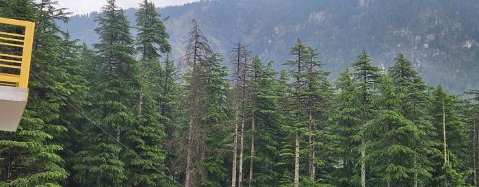 whistling wood by jai maa jwala groups