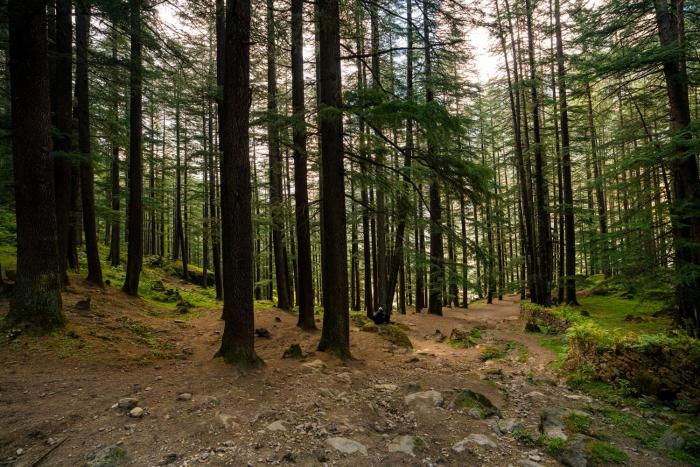 offbeat pulga by pack