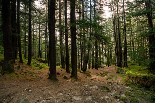 offbeat pulga by pack