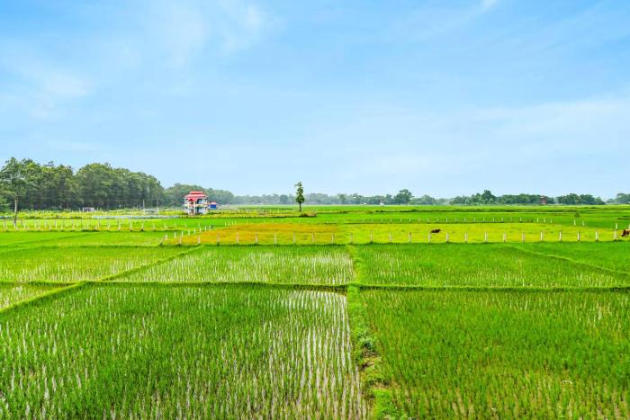 super hotel o chilapata forest formerly moner manush homestay