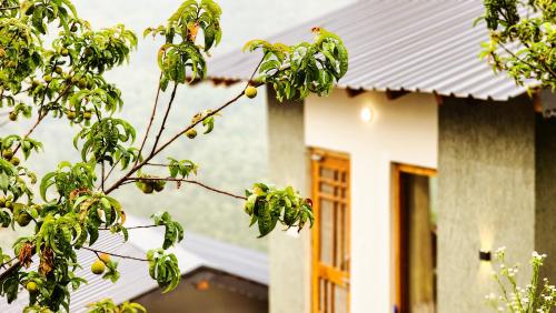 liveaway mukteshwar by pack