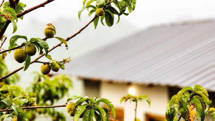 liveaway mukteshwar by pack