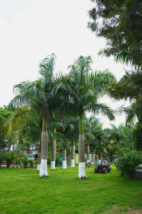 golden farms resorts