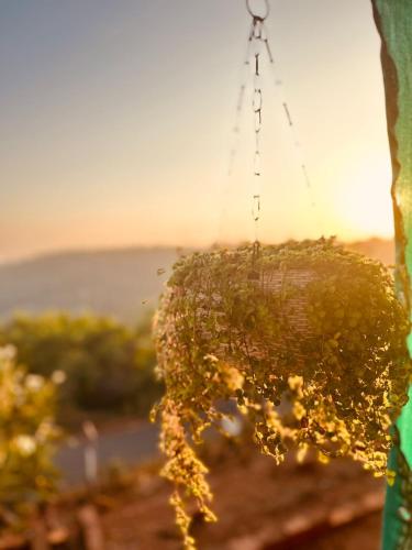 The Alphonso Mango County,,2 star