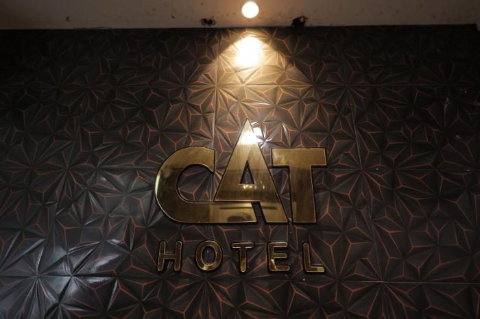 hotel cat