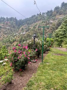 orchard oasis homestay