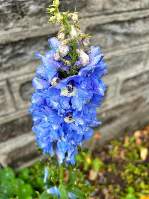 orchard oasis homestay