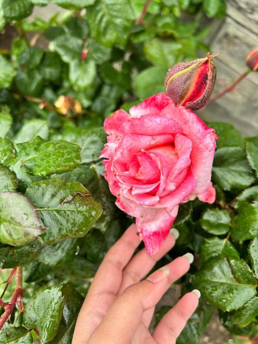 orchard oasis homestay