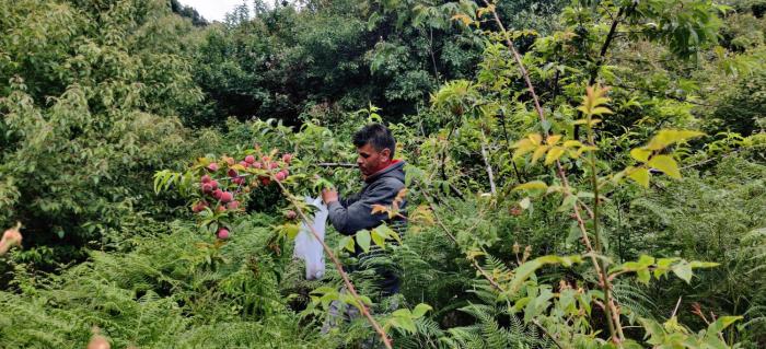 orchard oasis homestay