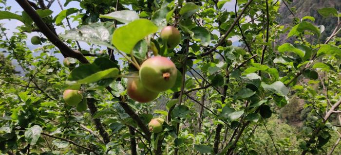 orchard oasis homestay