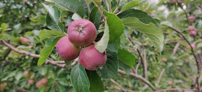 orchard oasis homestay