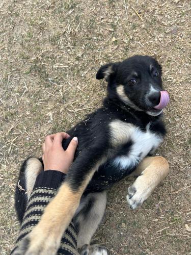 orchard oasis homestay