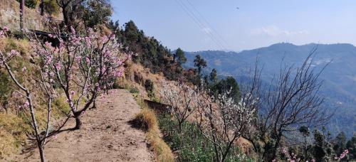 orchard oasis homestay