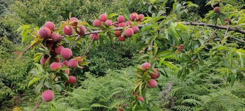 orchard oasis homestay